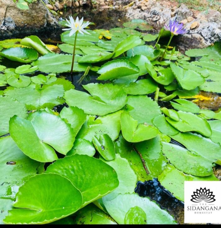 Sidhangana Home Stay Anuradhapura Dış mekan fotoğraf